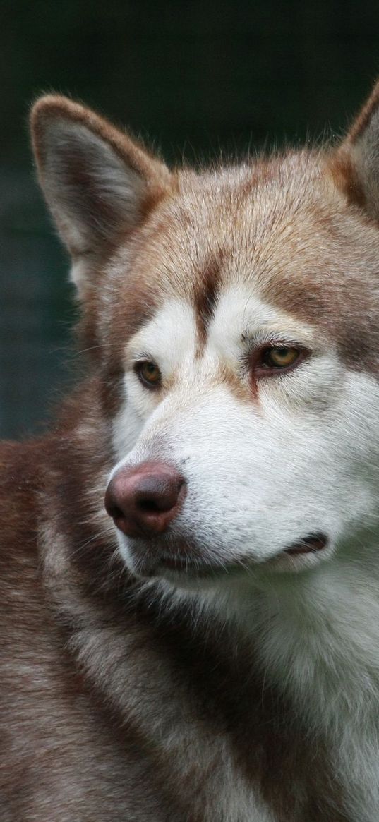 dog, grief, muzzle, brown, white