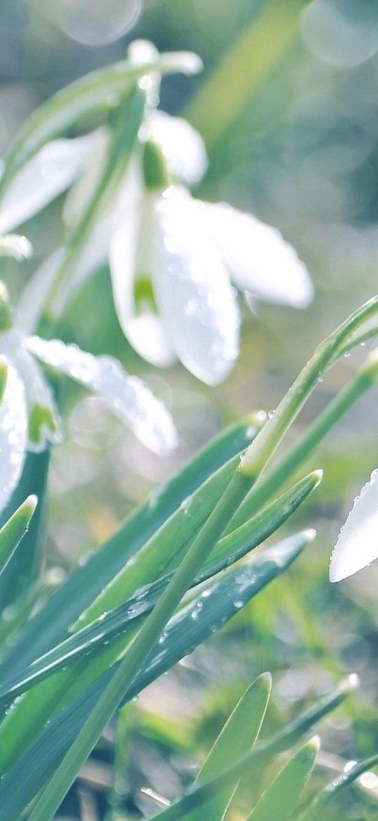 snowdrops, flowers, spring, drops, leaves, reflections