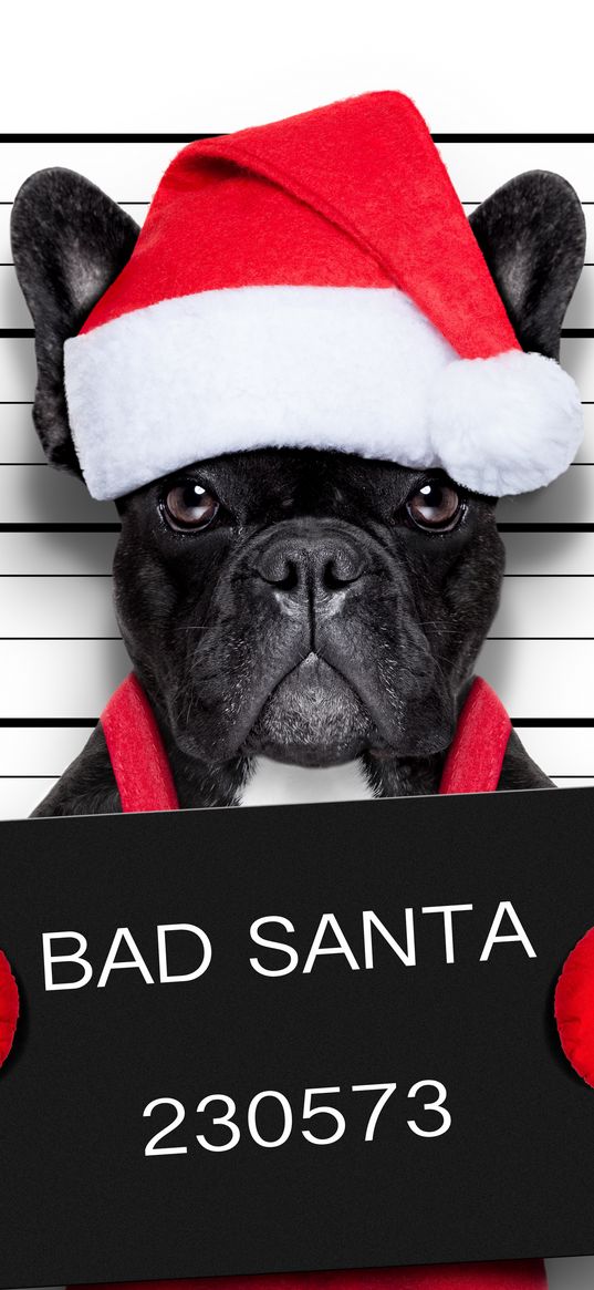 santa, new year, humor, dog