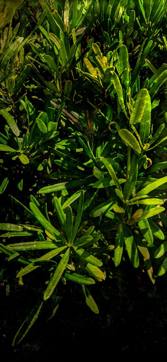 rosemary, plants, leaves, green, nature