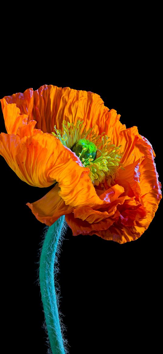 flower, poppy, orange flower, flowers, orange, black background