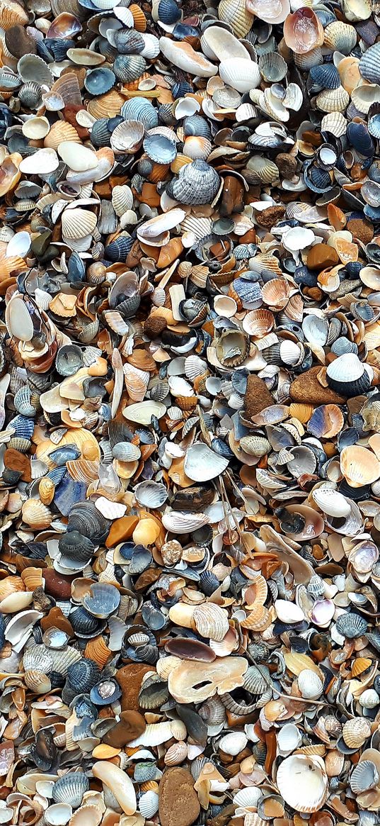 sea, shells, background