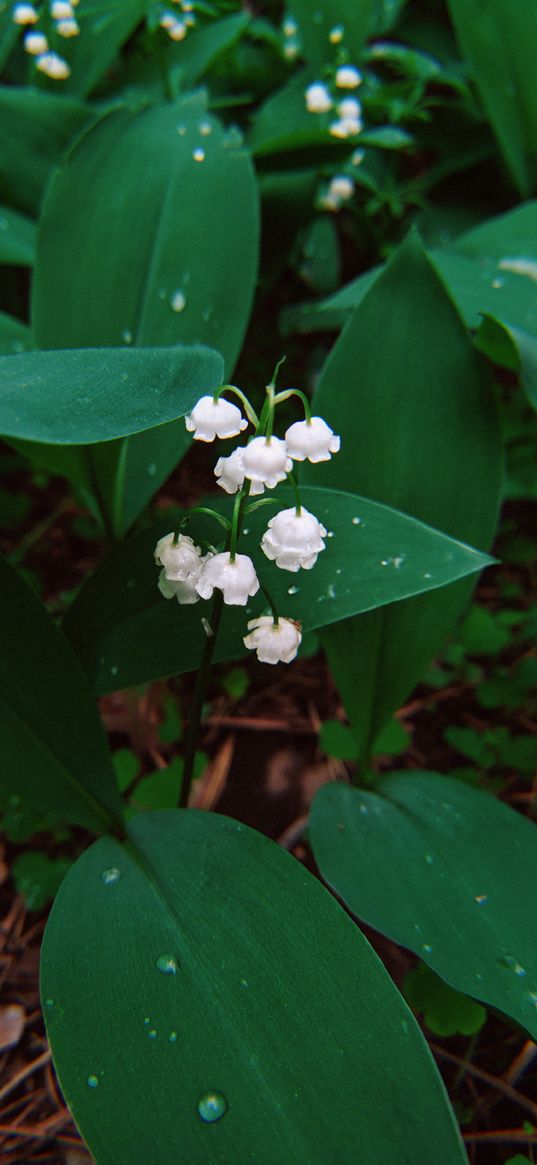 lily of the valley, green, flower