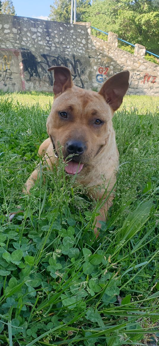 dog, amstaff, pitbull