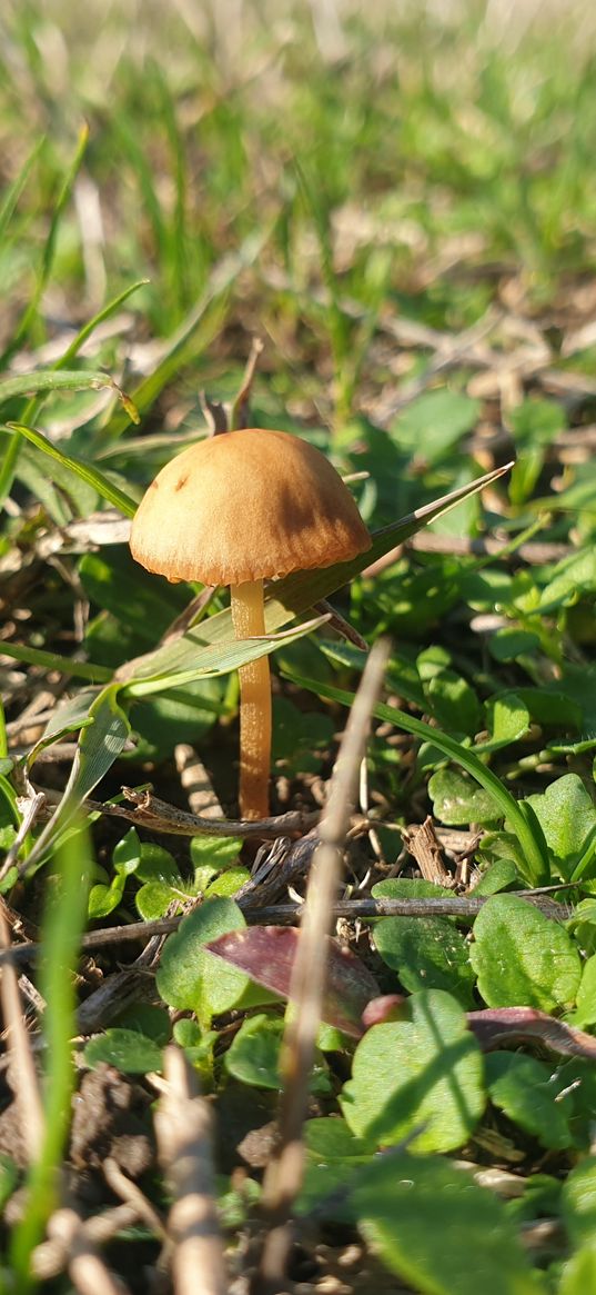 psilocybe mexican, mushroom, forest, grass