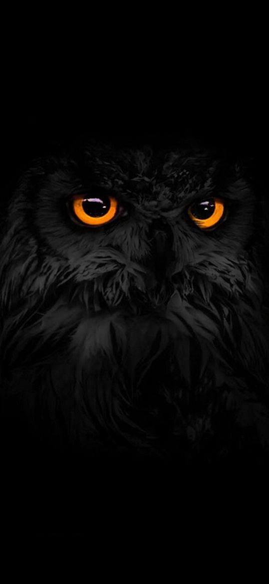 owl, bird, glance, eyes, black background