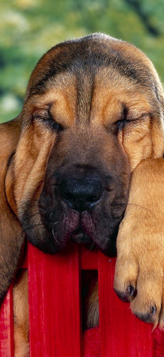 dog, ears, sleep, fence, brown