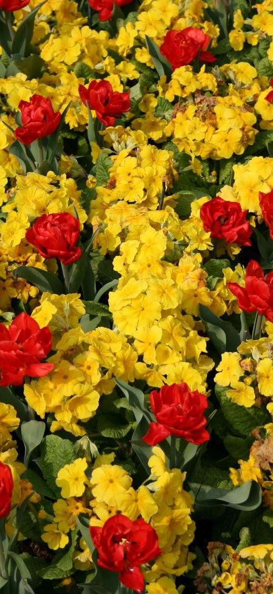 flowers, flower beds, yellow, red