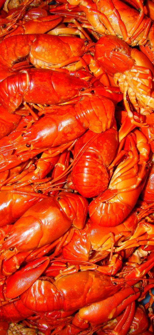 crayfish, red, seafood