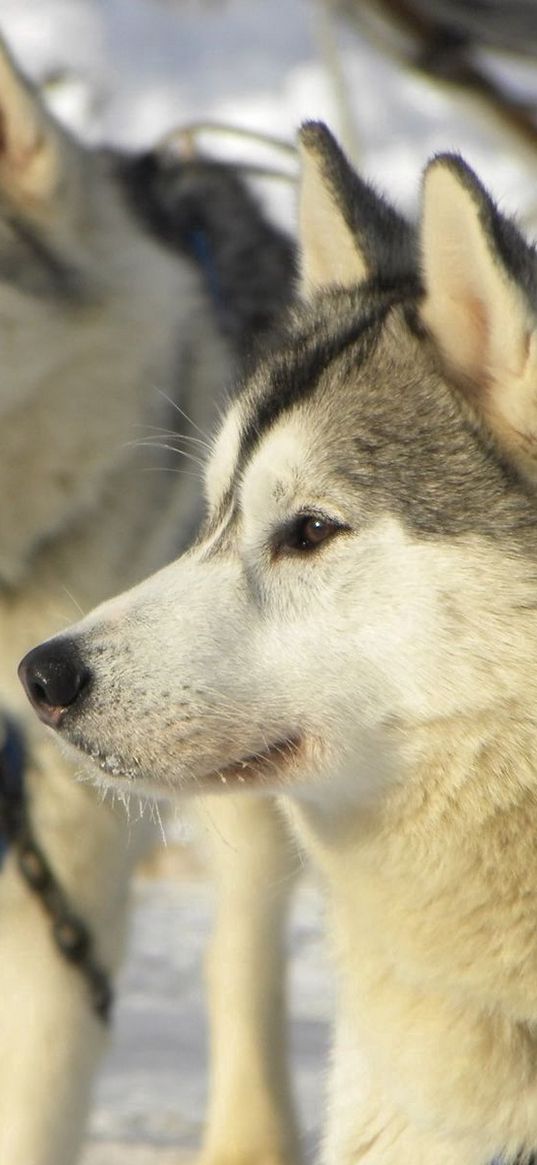 dog, husky, snow, winter, right