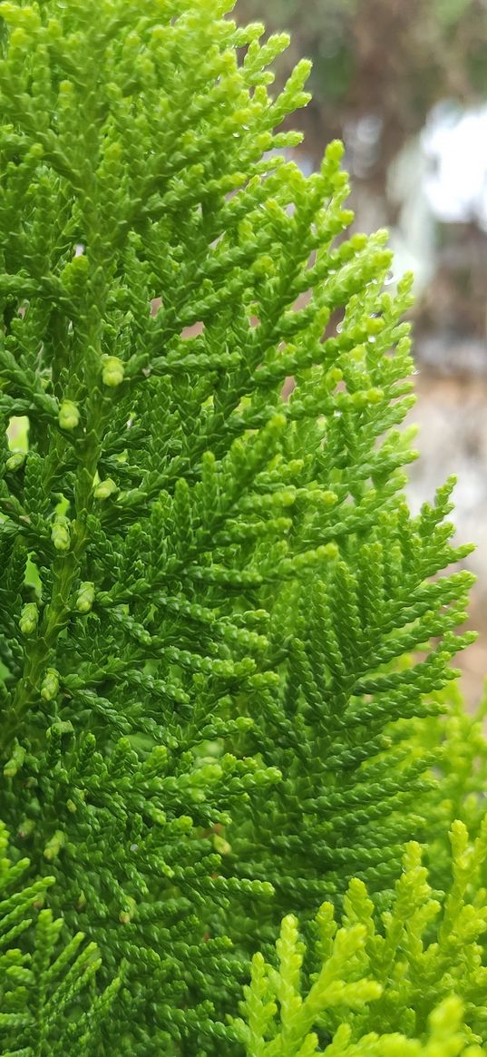 thuja, tree, coniferous, greenery