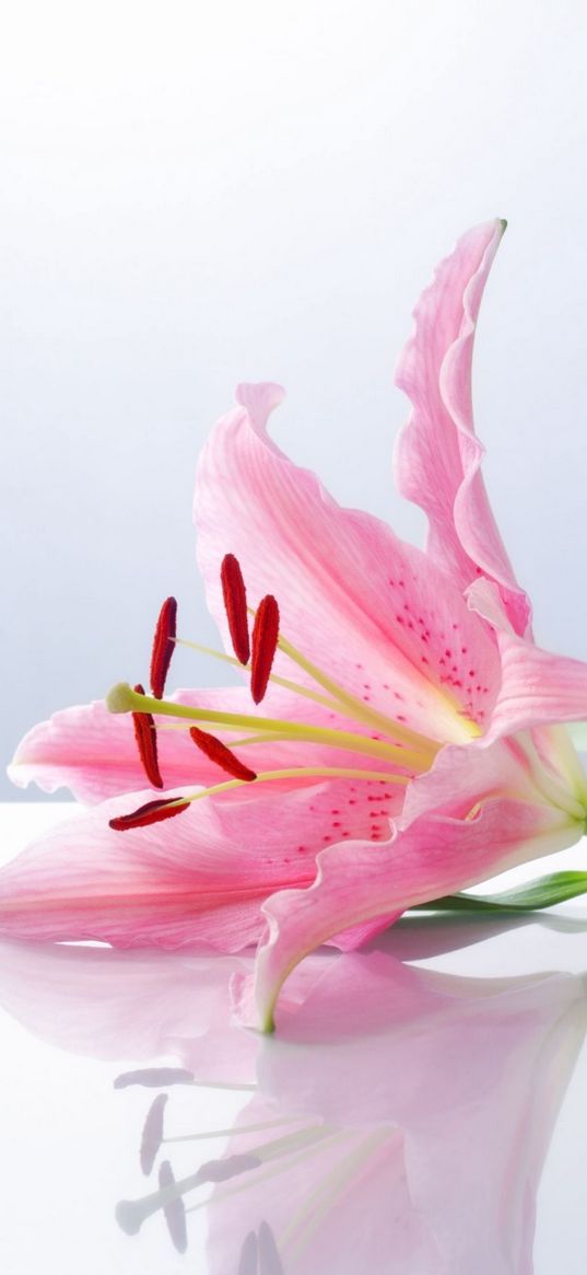 flowers, lily, pink