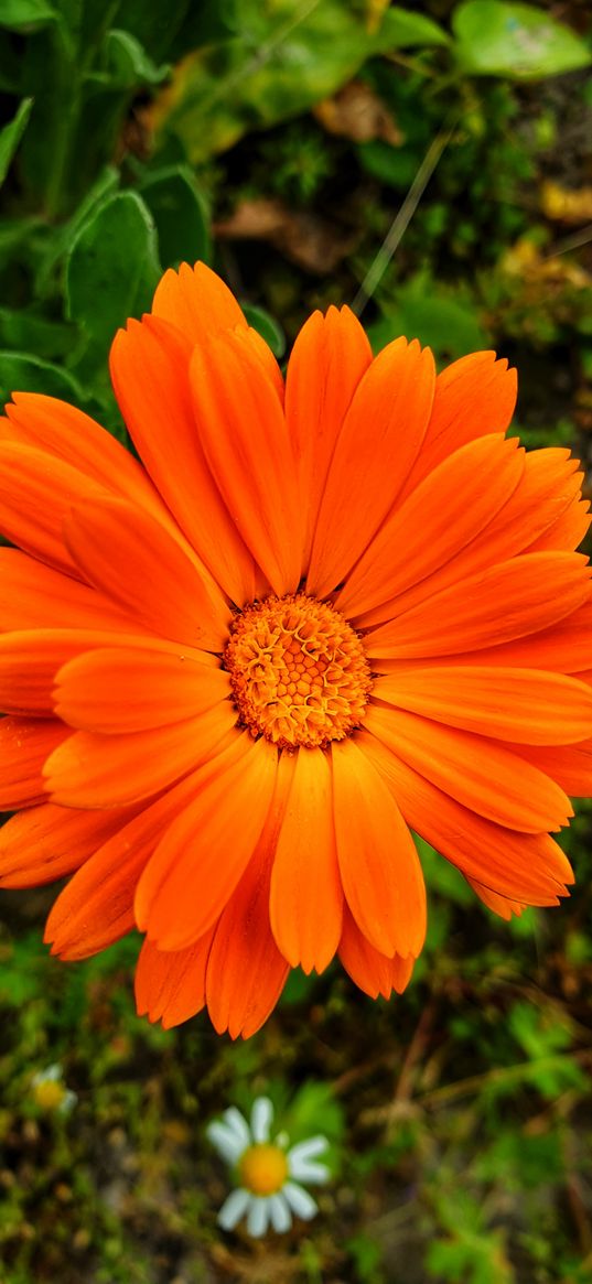 daisy, orange flower, blossom, flowers, grass, green, nature