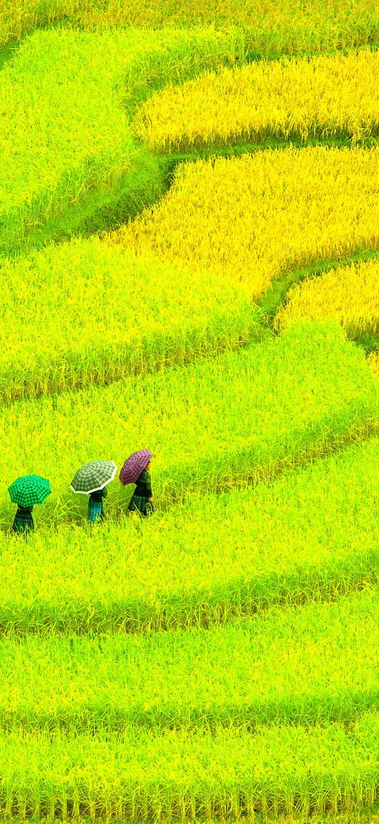 asia, field, green