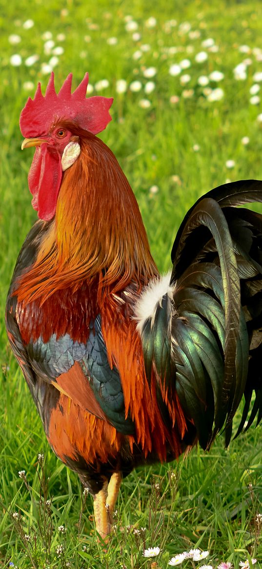 cockerel, field, pet