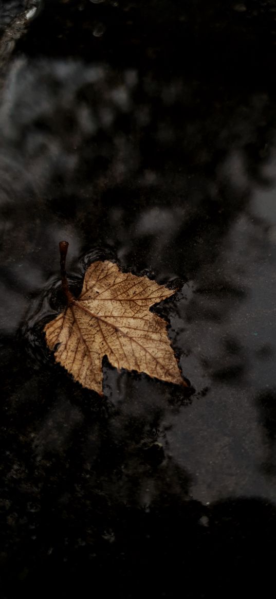 autumn, leaf, puddle