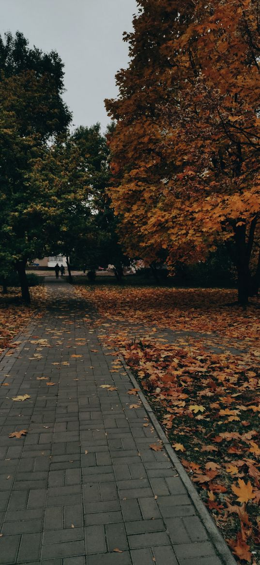 осень, тропа, листья, деревья