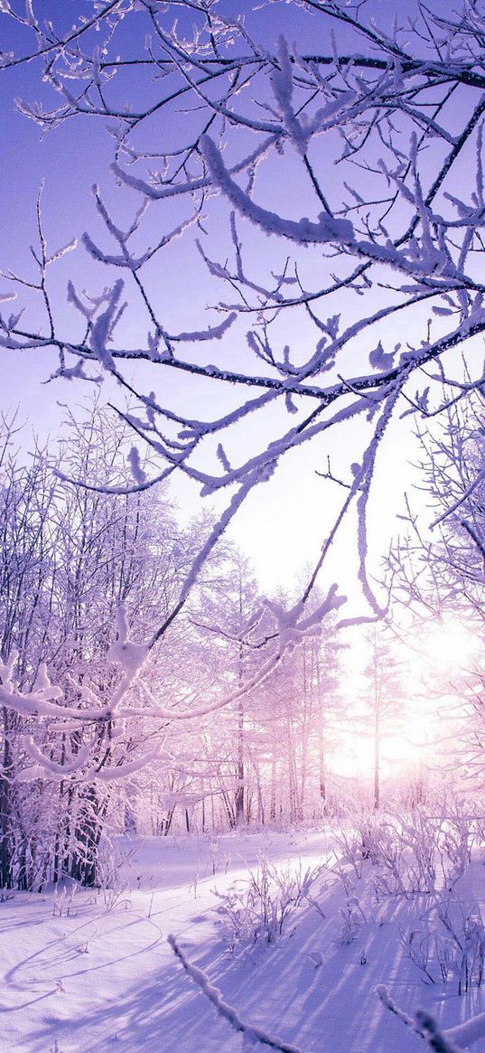 purple, trees, snow, sky, snow trees, winter