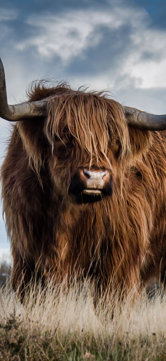 animal, highland, bull, horns, wool