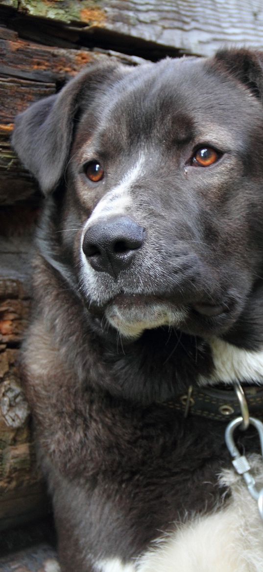 dog, black, white, chain