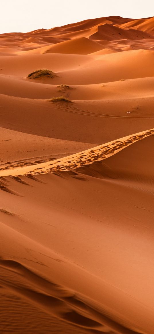 desert, sahara, sand, orange