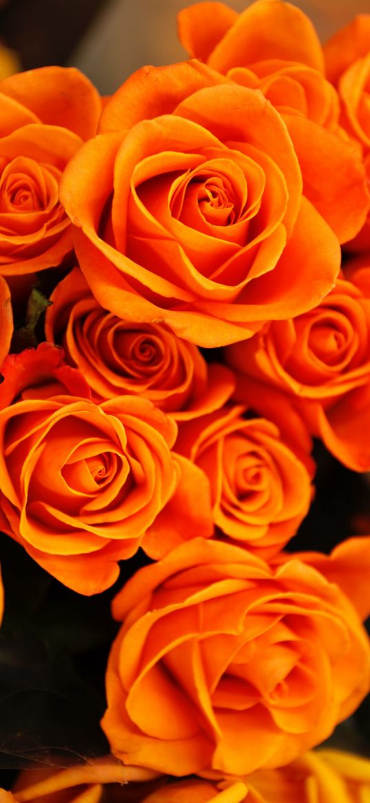 roses, bouquet, orange color