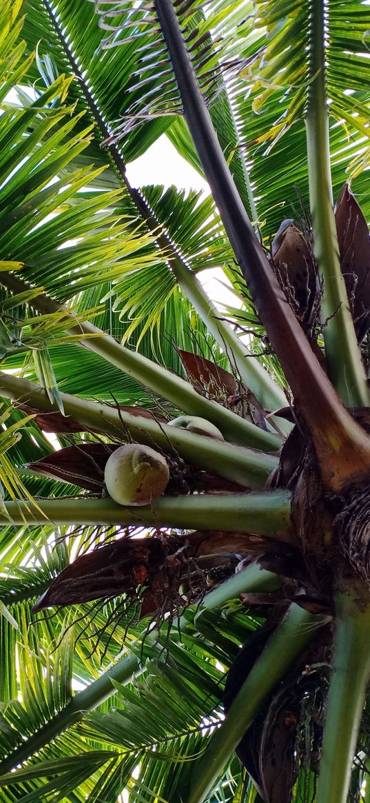 coconut tree, green, coconut