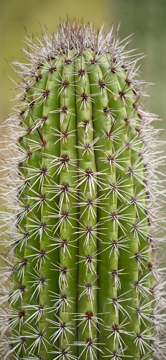 cactus, plant, needles, thorns, macro