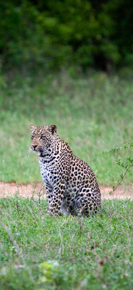 leopard, animal, grasses, wildlife