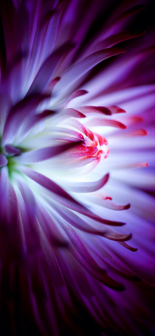 flower, purple color, background