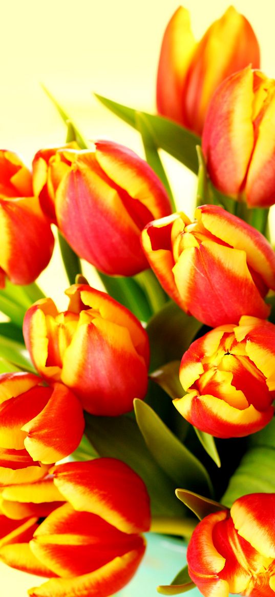 bouquet, tulips, bright color