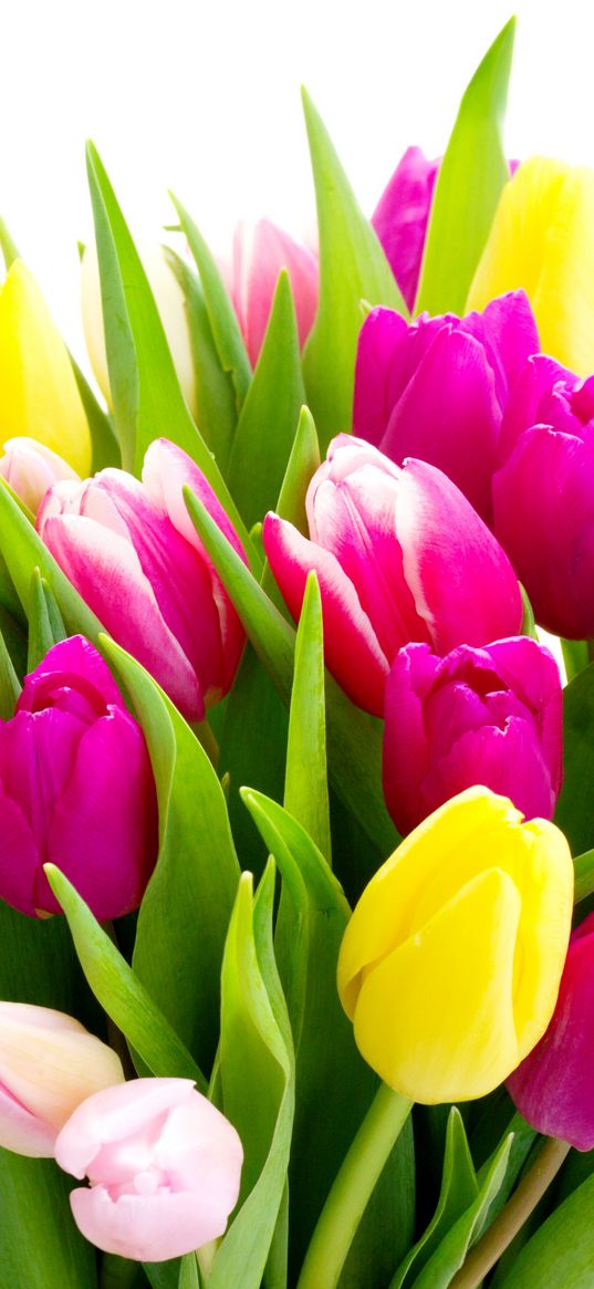 bouquet, tulips, different colors