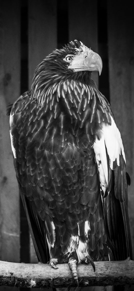 eagle, bird, black and white background