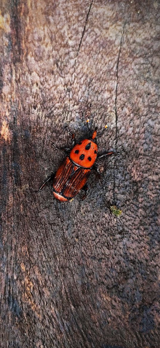 rhynchophorus ferrugineus, insect, bug