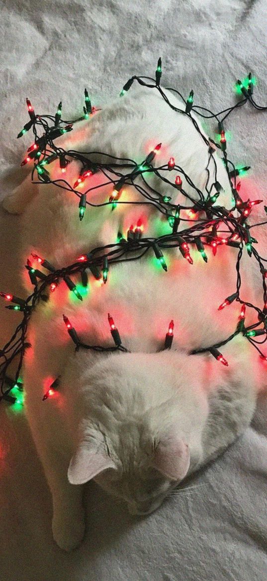 king duncan, cat, pet, garland, lights, new year