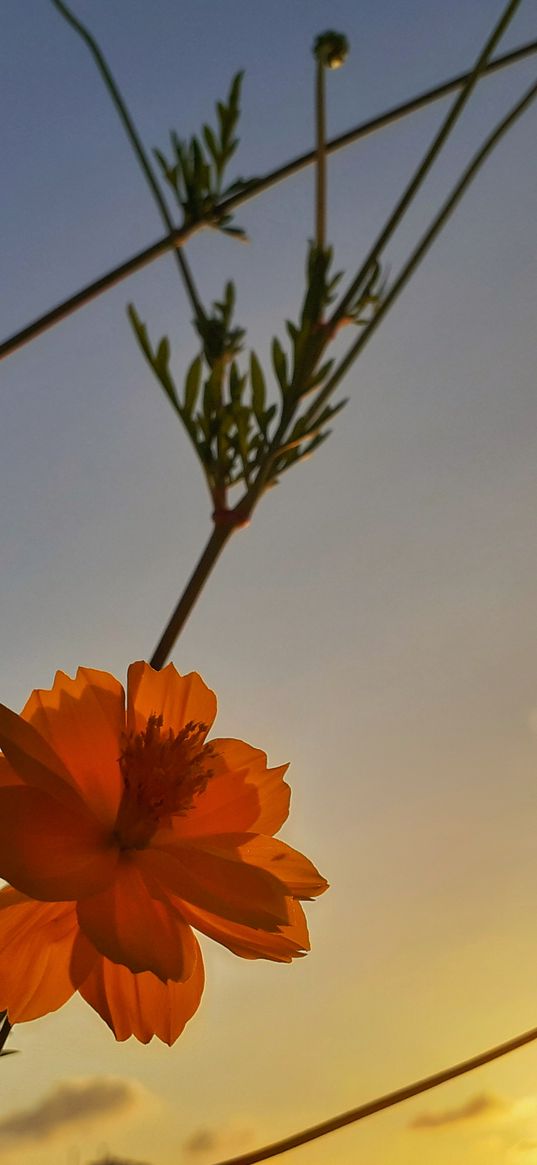 flower, sky, morning, plant, nature, orange flower