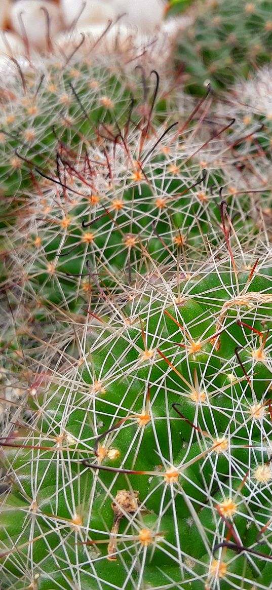 cactus, green, macro, thorns