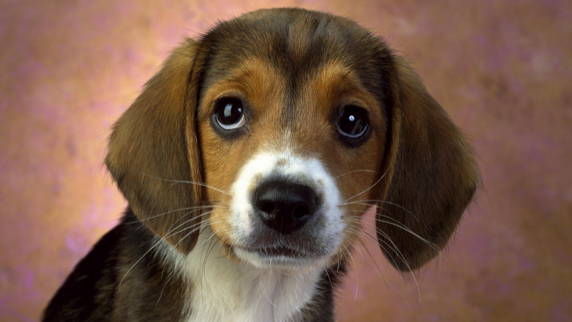 dog, puppy, good, brown, white