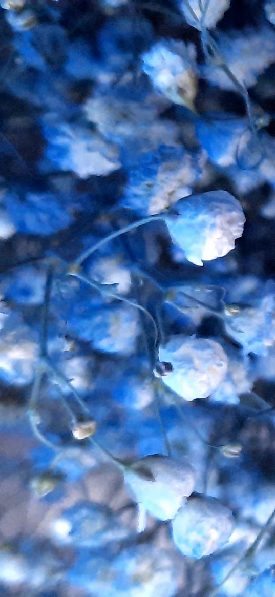 flowers, bouquet, gypsophila, blue