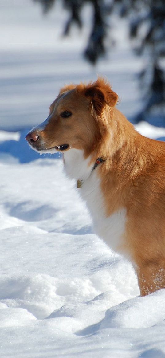 dog, puppy, brown, snow