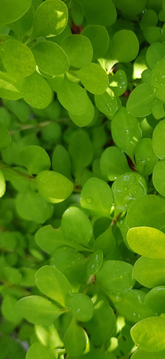 green, nature, leaves, plant, water drops