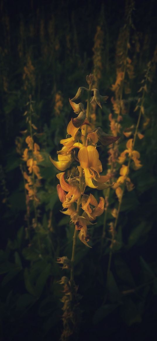 yellow, flowers, nature, field, field of flowers, wildflowers