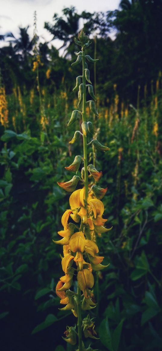 flowers, yellow, nature, field, field of flowers, wildflowers