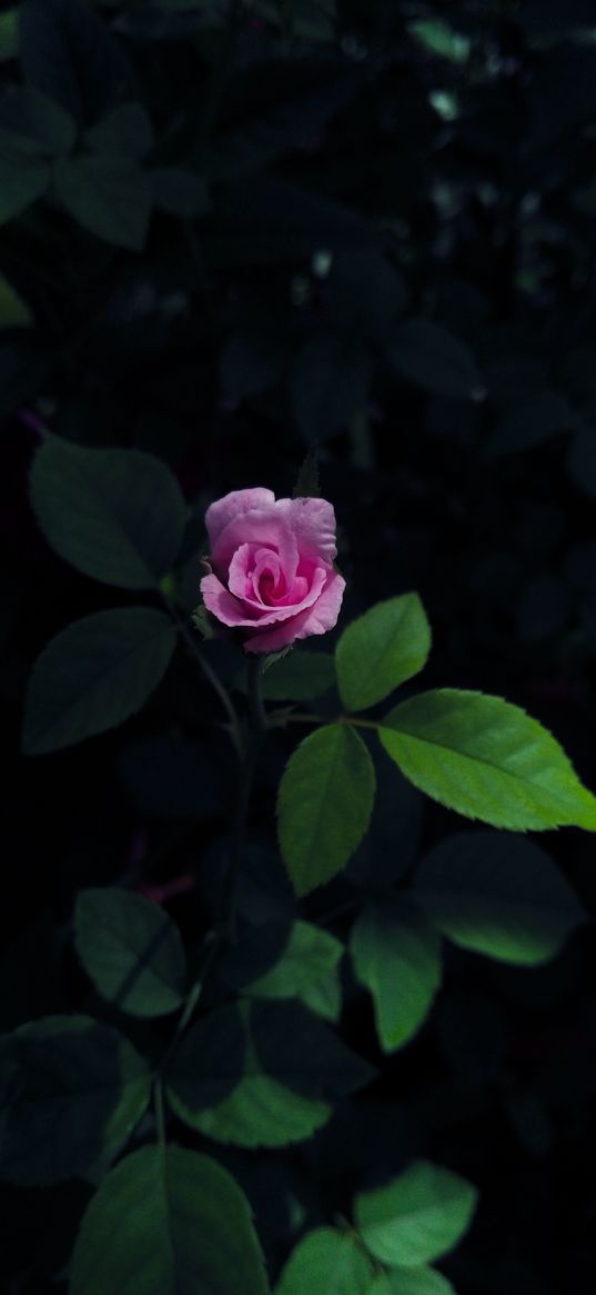 flower, rose, nature, pink, pink roses, leaves