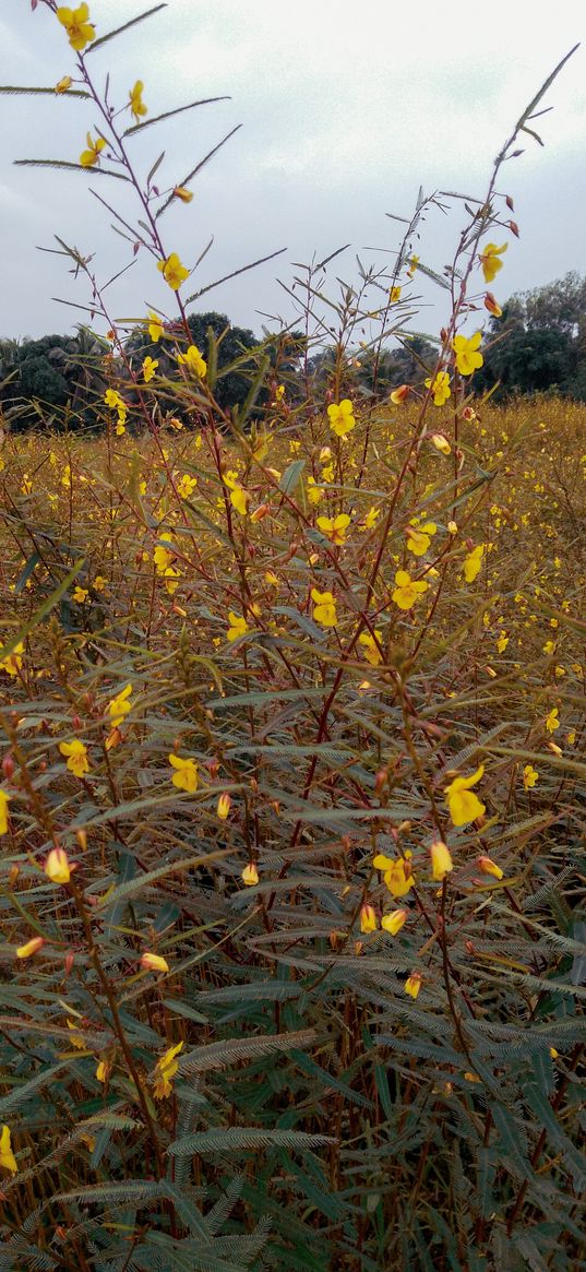 flowers, yellow, nature, field, field of flowers