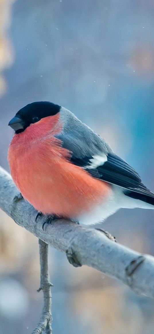 winter, bullfinch, day, branch, bird, nature
