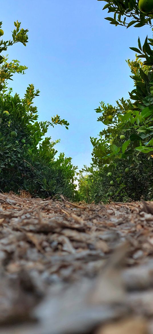 trees, orange, leaves, blue sky, alley, nature