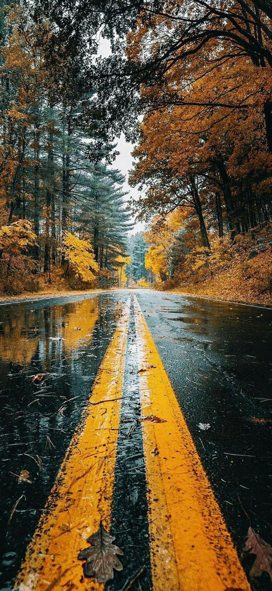 wood, forest, trees, road, rain, rainy, autumn, fallen leaves, leaves