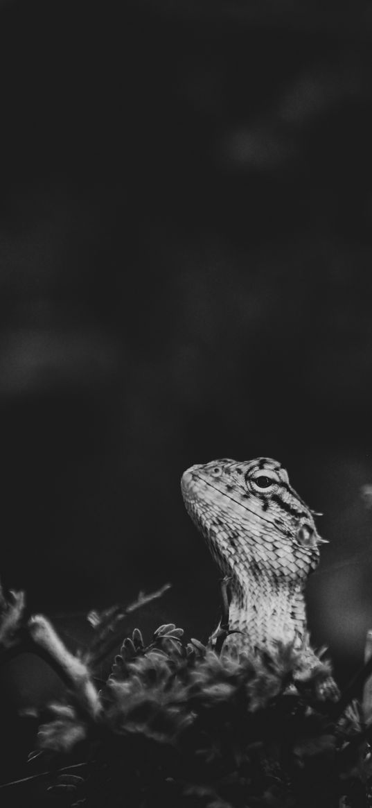 lizard, look, black-and-white, aminal, nature