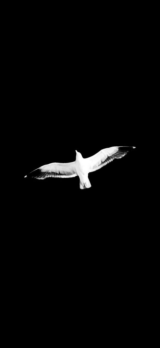 seagull, bird, blak, flight